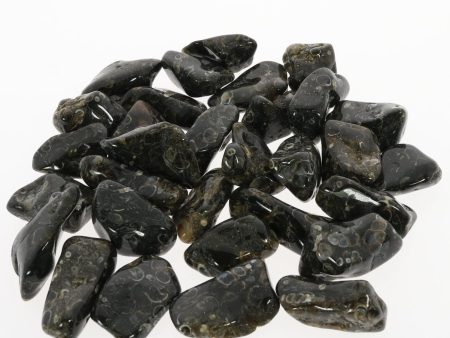 Turritella Agate Healing Stone: grounding and widsom For Cheap