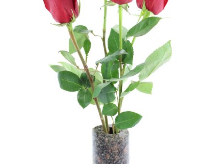 Stone Flower Vase CV103 For Cheap