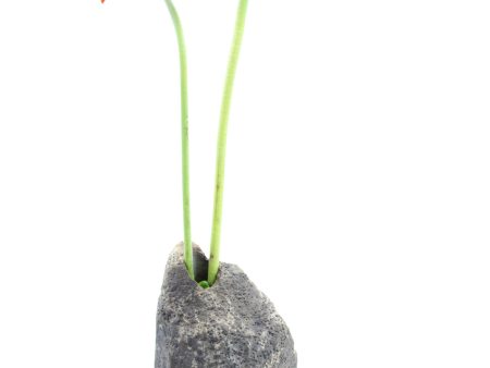 Stone Flower Vase V118 SOLD For Discount